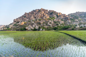 Paddy field with boulders in the background Paddy field with boulders in the background